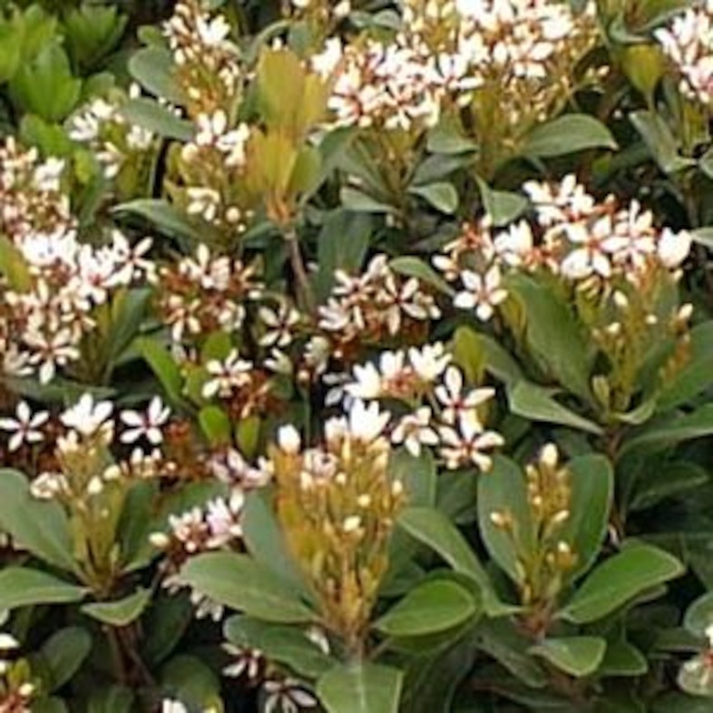 Indian Hawthorne Snow White (photo credit Pike Nurseries)