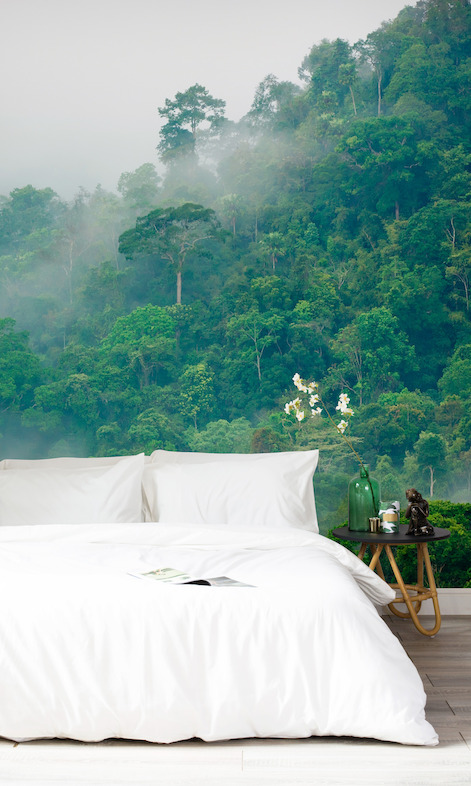 Misty Rainforest Wallpaper Murals