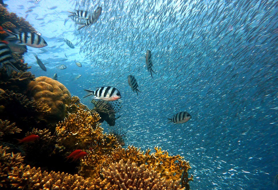 22 May : International Day of Biological Diversity