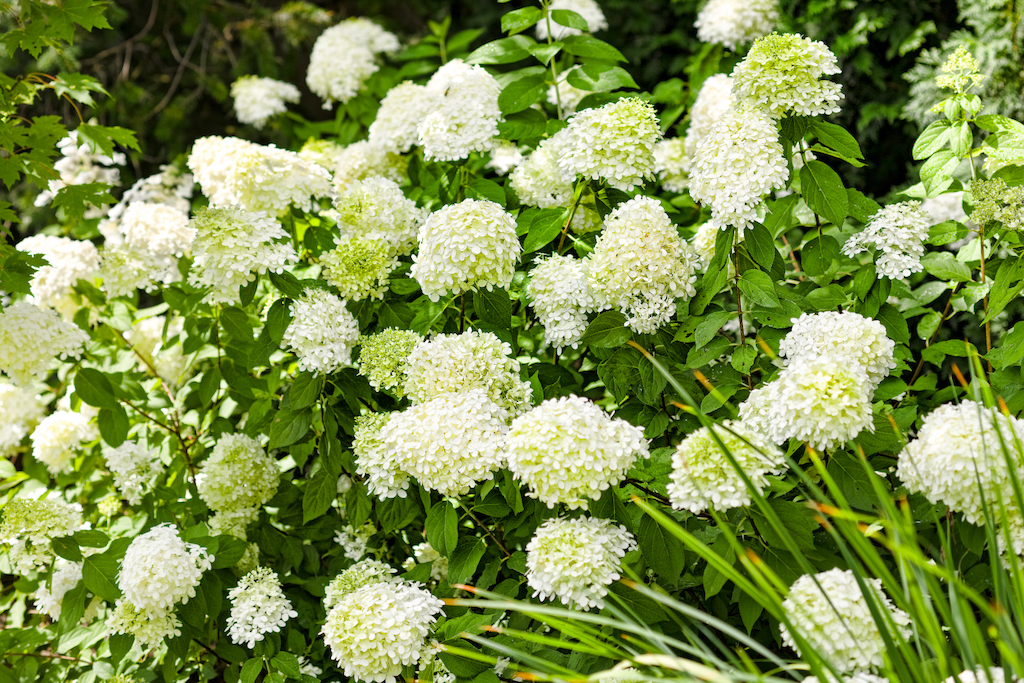 'Limelight' hydrangea monrovia (photo credit Pike Nurseries)