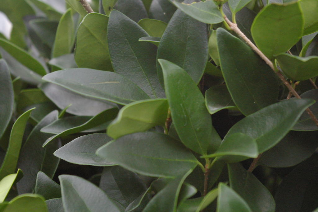 Ligustrum (photo credit Pike Nurseries)