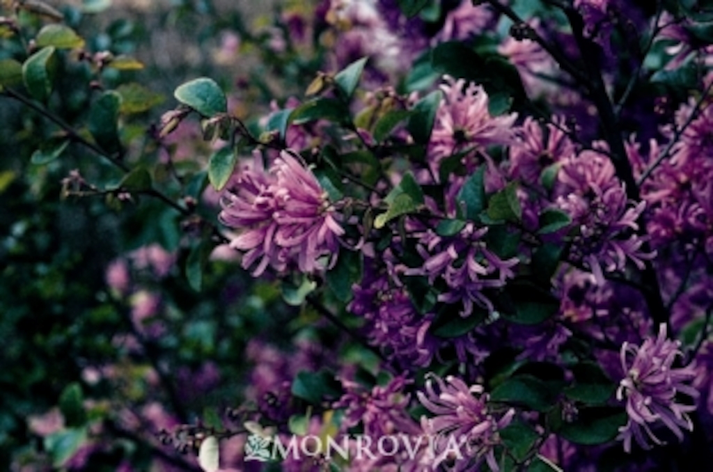 Loropetalum Ruby (photo credit Pike Nurseries)