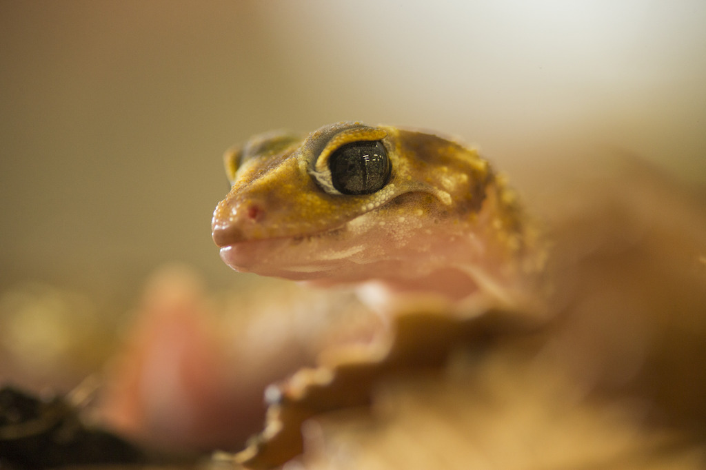 Underwoodisaurus gecko. Image: Stuart Hay, ANU.