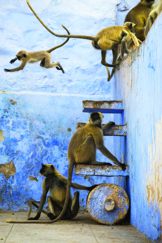 Planet Earth II - Cities - (c) BBC