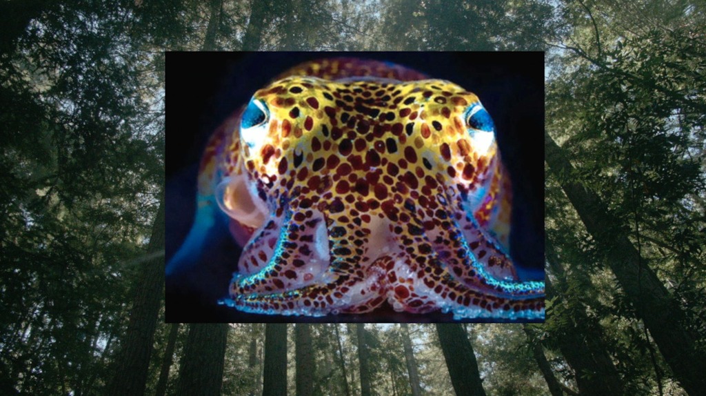 FILM: 30.03 & 31.03 - Fabrizio Terranova invites Donna Haraway - film (locatie: BOZAR)