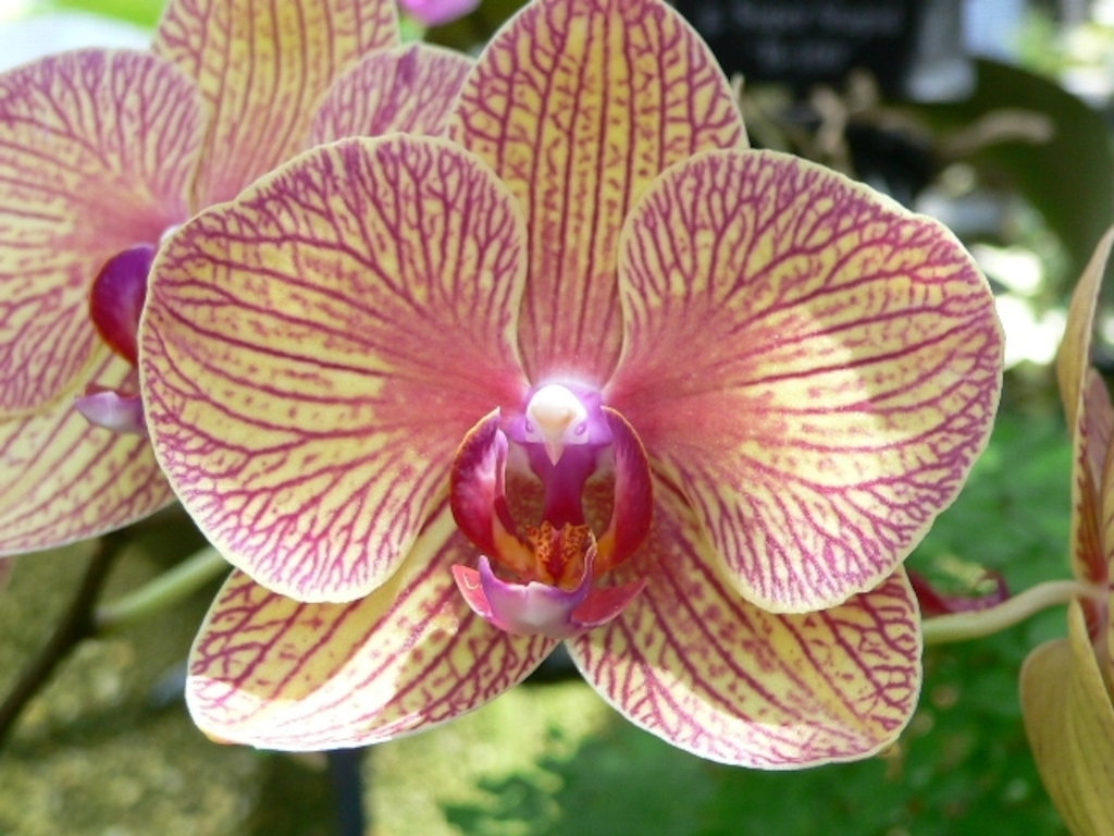Orchid