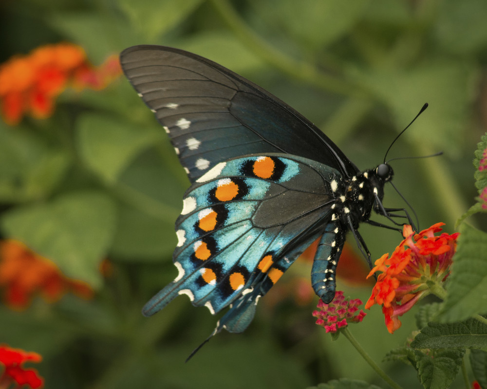 Top 5 Garden Resolutions for the New Year from the Experts at Pike Nurseries