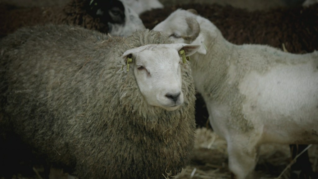 De weg van...een lamsburger<br/>Over eten (c) VRT