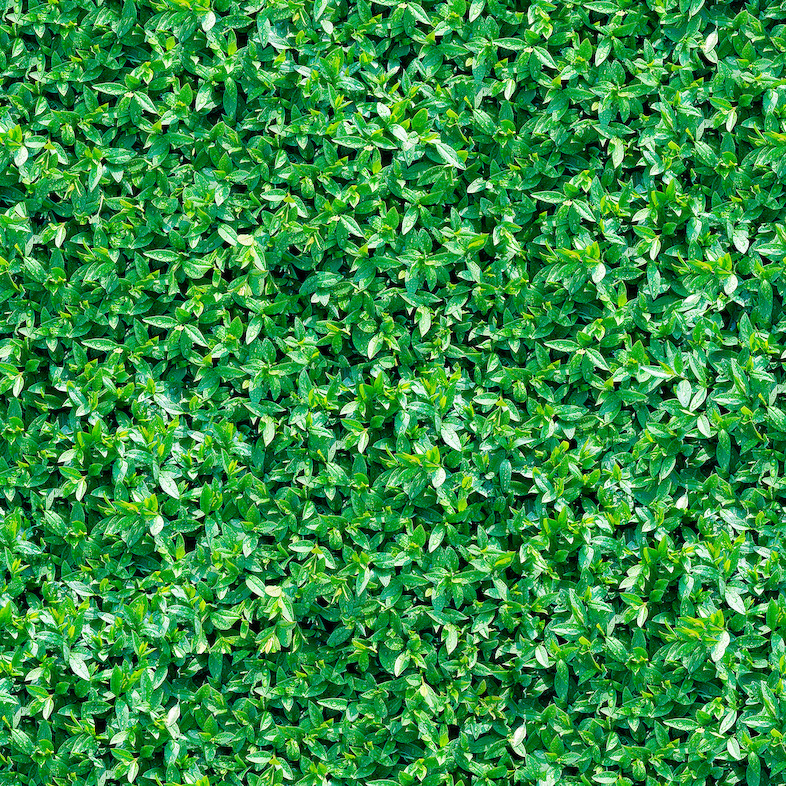 Verdure | Leaf Foliage Vinyl Flooring
