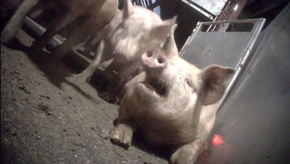 GAIA dient samen met Animal Rights klacht in tegen varkensbeulen in slachthuis Tielt