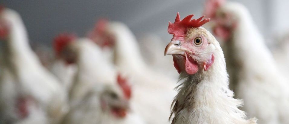 ANTIBIOTICO-RESISTENZA: AVICOLTURA ITALIANA, DAL 2013 RIDOTTO DEL 40% L’USO DEI FARMACI NEGLI ALLEVAMENTI