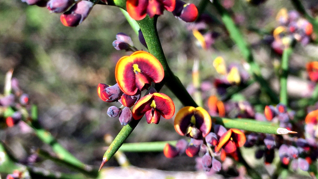 Daviesia schwarzenegger's 'egg and bacon' flowers. Image: Mike Crisp, ANU.