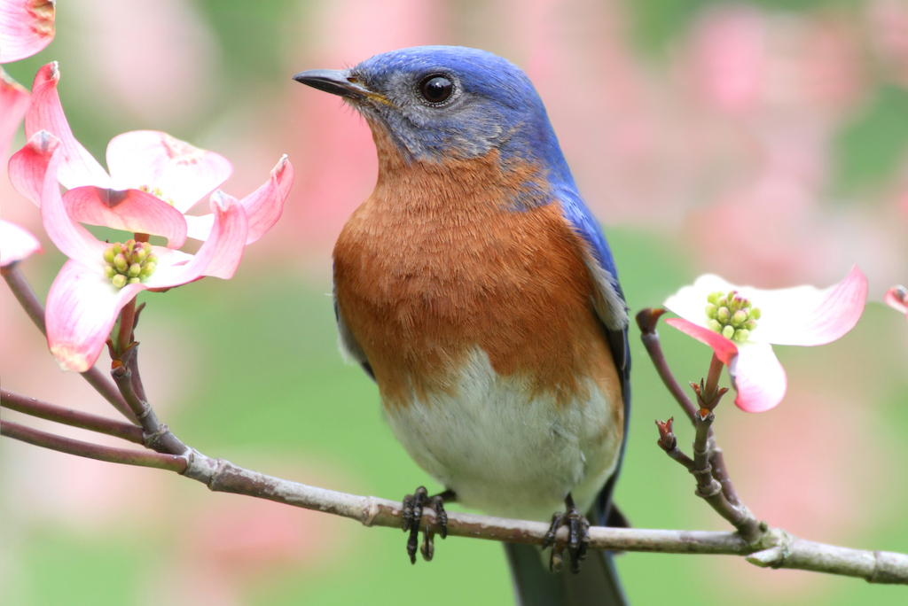 Pike Kid Series -Birds; Bluebird (photo credit Pike Nurseries)