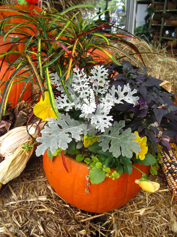 Pumpkin Planter
