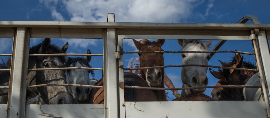 New investigation into the shocking origin of horse meat in Belgian supermarkets
