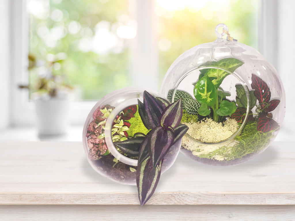 DIY Night: Terrariums (photo credit Pike Nurseries)