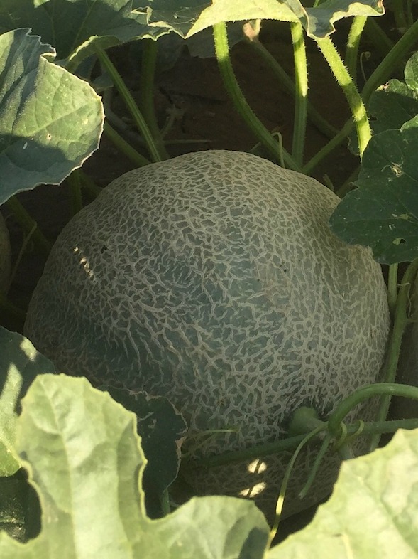 Rocky Ford Cantaloupe ripen in RFGA member Proctor Produce's field, July 2017