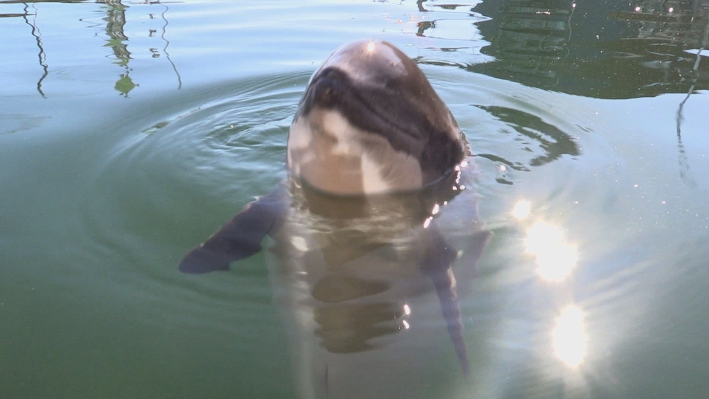 De bruinvis staat centraal in Copy beest deze week (c) VRT