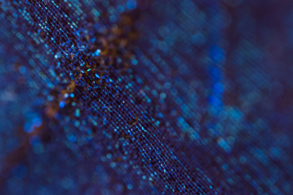 A close up of a blue Morpho butterfly's wing. Image: Stuart Hay, ANU.