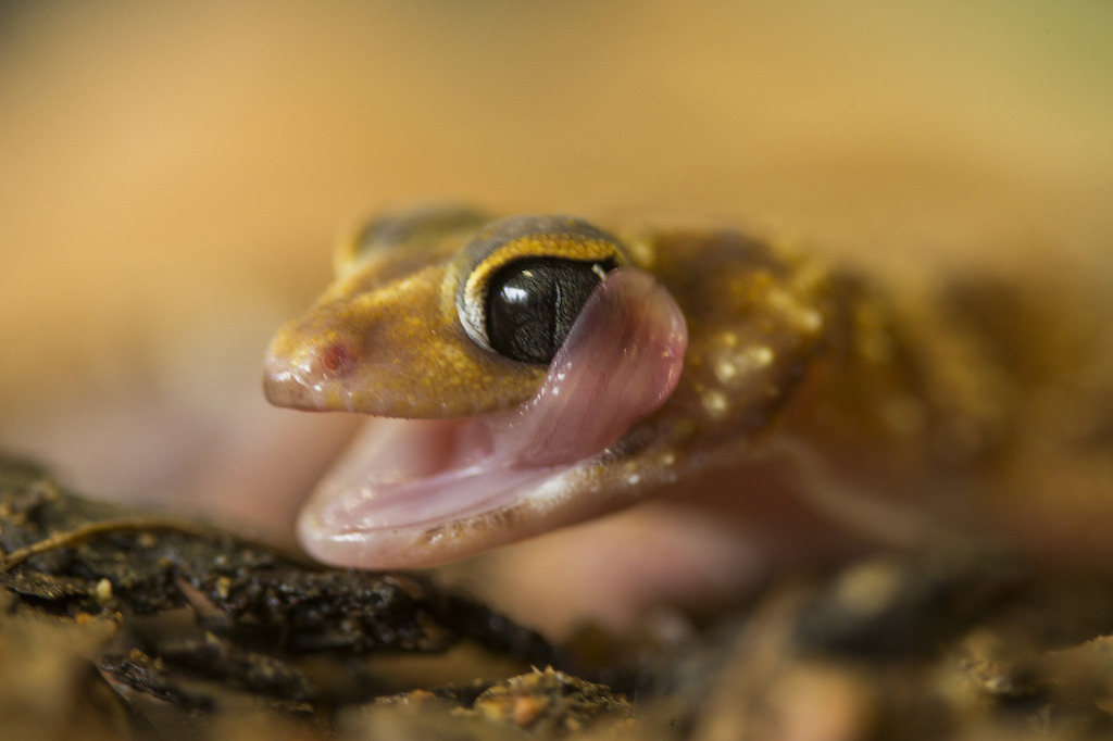 The Underwoodisaurus can't blink, so it must lick its eye to clean it. Image: Stuart Hay, ANU.