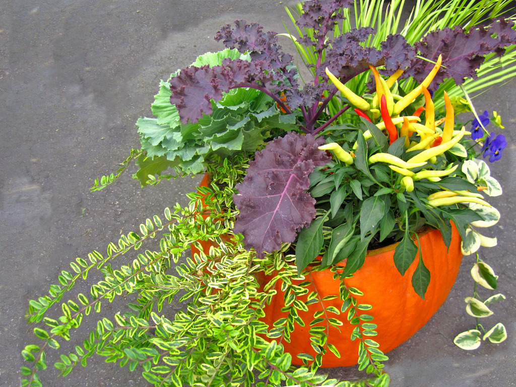 Pumpkin Planter