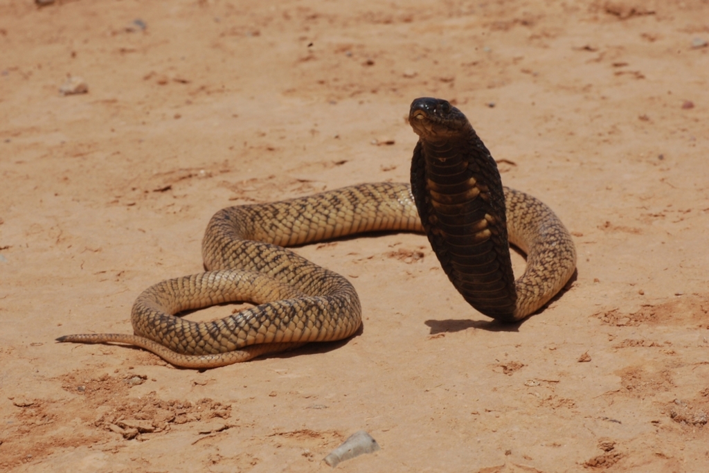 The Egyptian cobra (Naja haje) is a species of cobra found in Africa. It is one of the largest cobra species native to Africa. Photographer: Gabriel Martinez