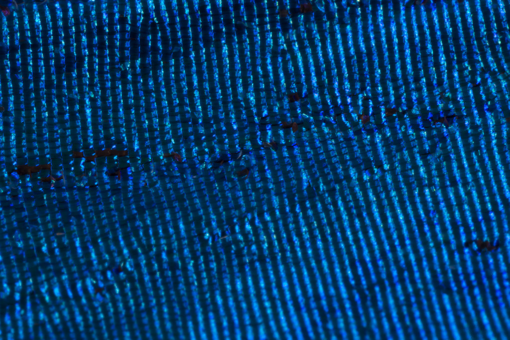 A close up of a blue Morpho butterfly's wing. Image: Stuart Hay, ANU.
