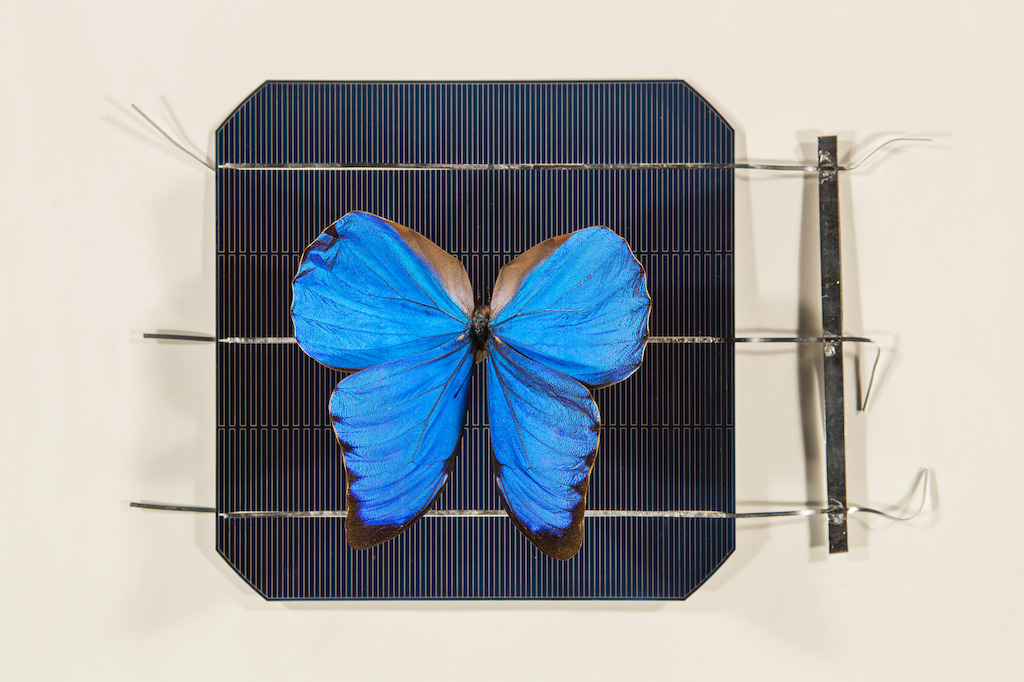 A blue Morpho butterfly on top of a solar cell. Image: Stuart Hay, ANU.
