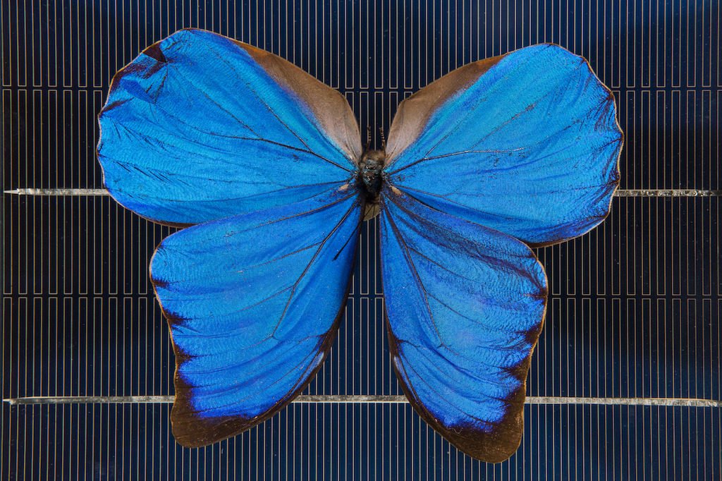 A blue Morpho butterfly on a solar cell. Image: Stuart Hay, ANU.