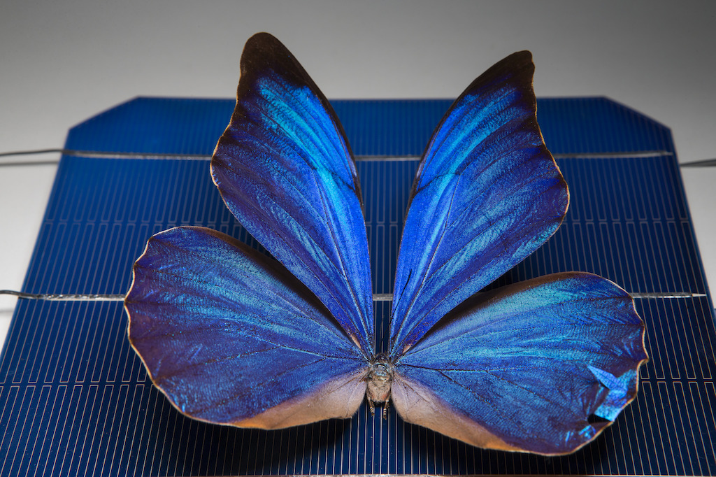 A blue Morpho butterfly on a solar cell. Image: Stuart Hay, ANU.