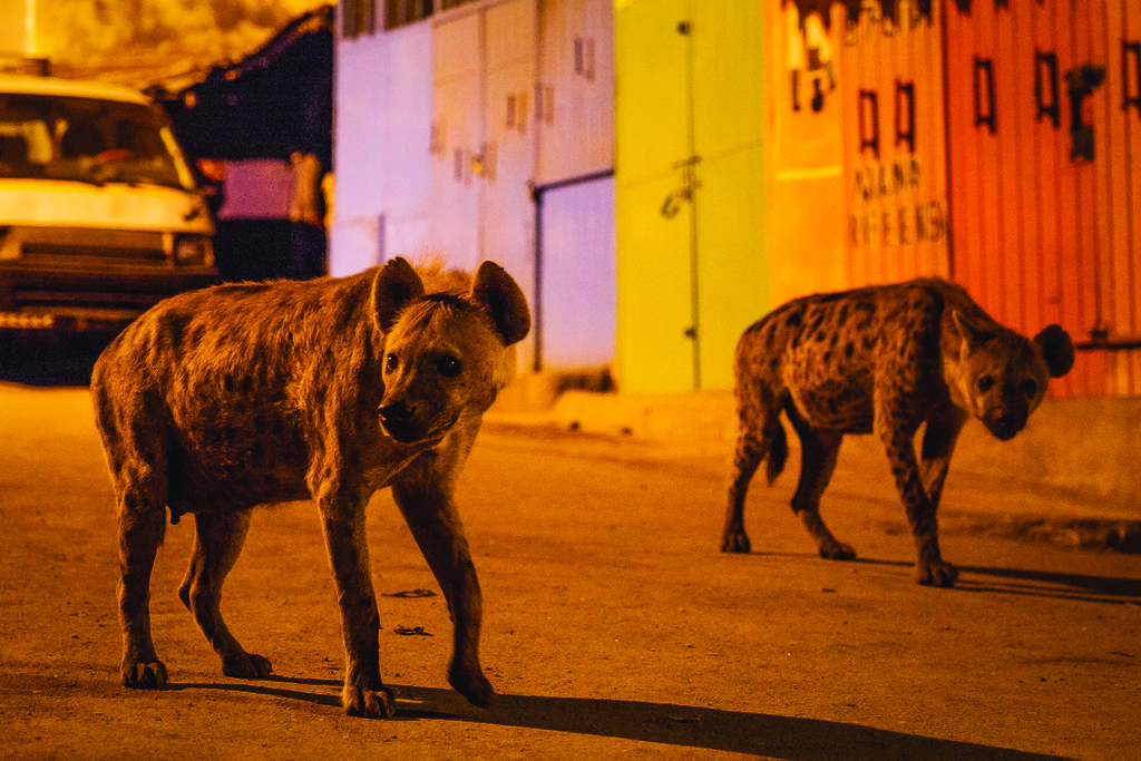 Planet Earth II - Cities - (c) BBC