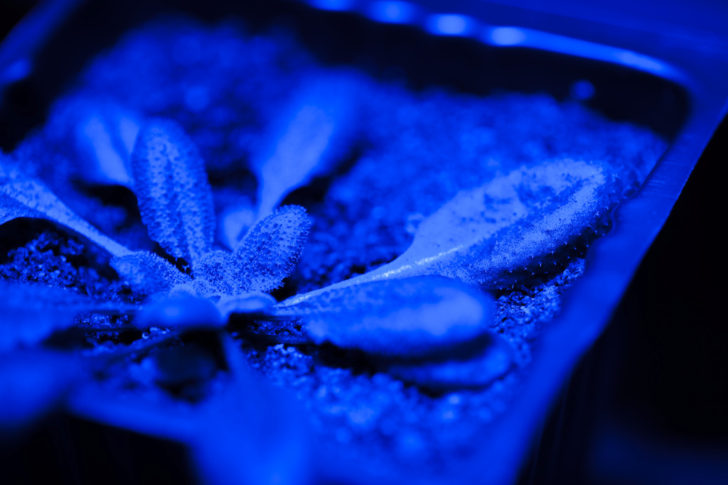 The research team studied the Arabidopsis plant by putting it under light stress. Image: Jack Fox, ANU