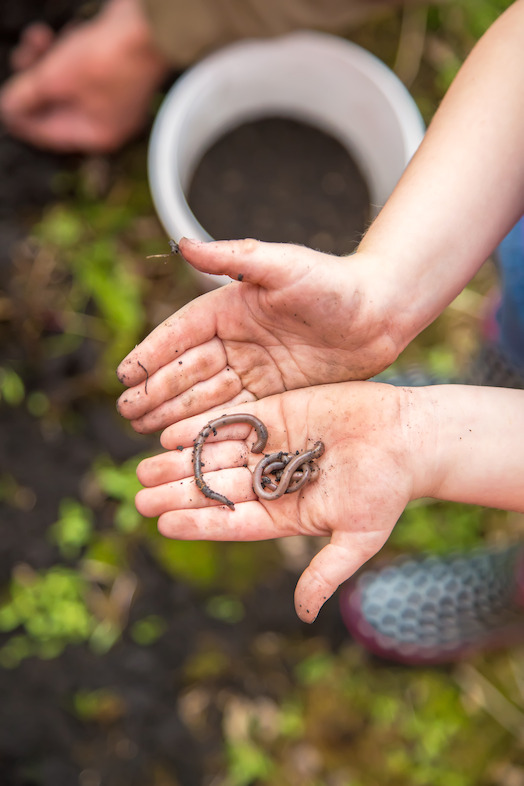 Pike Kid Series - Worms (photo credit Pike Nurseries)