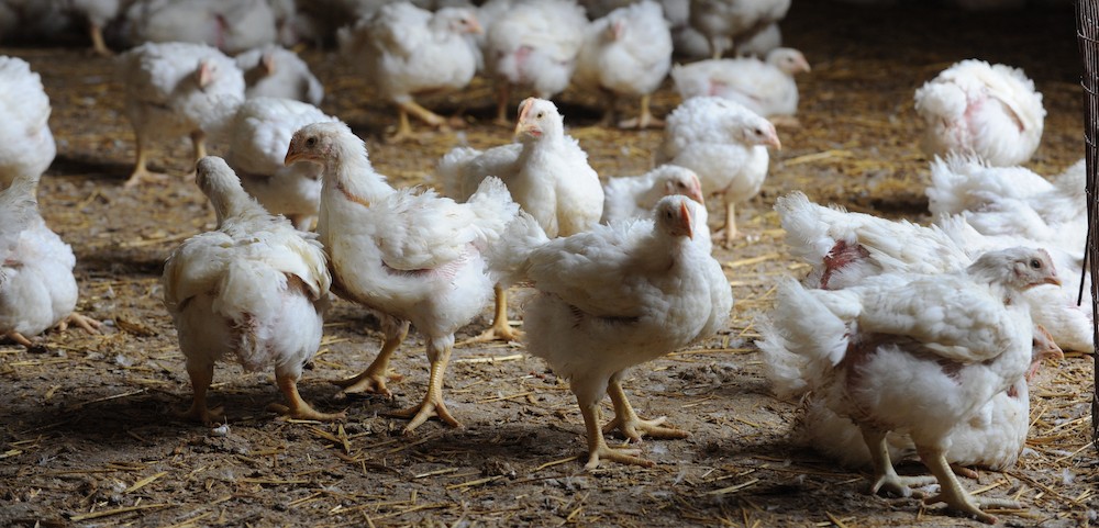 POLLO E TACCHINO PASSIONI ITALIANE: NEL 2016 CONSUMATI OLTRE 21 KG PROCAPITE ( +2,7%). MA PREZZI IN CALO (-9%) E FATTURATO DEL SETTORE IN FLESSIONE