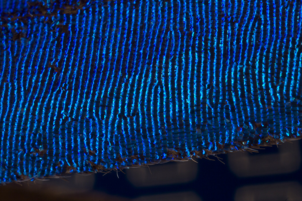 A close up of a blue Morpho butterfly's wing. Image: Stuart Hay, ANU.