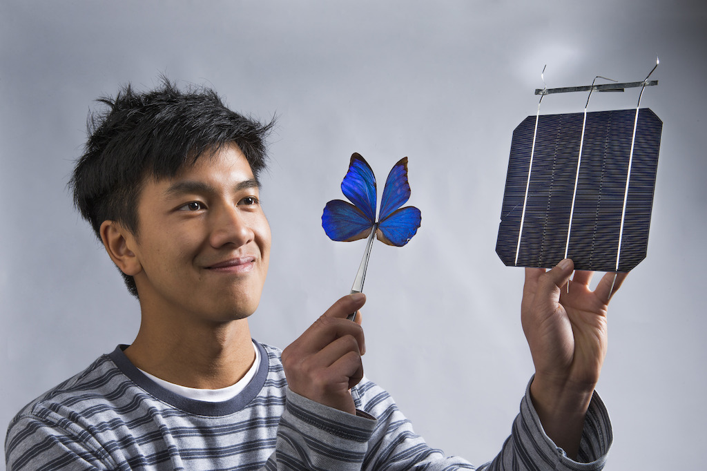 Co-researcher Kevin Le from ANU with a blue Morpho butterfly and a solar cell. Image: Stuart Hay, ANU.