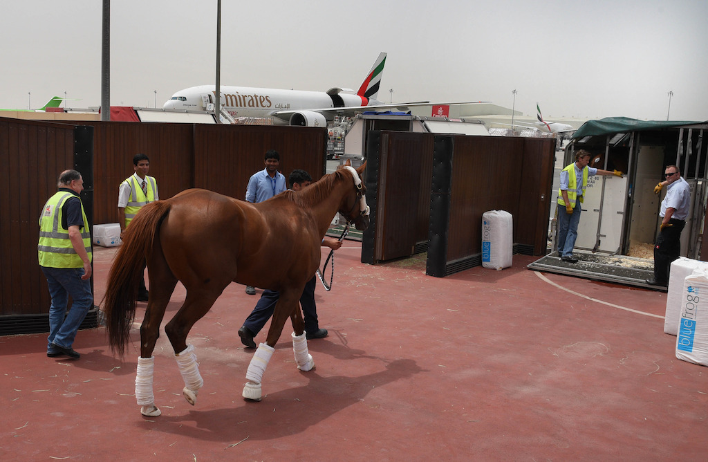 Emirates SkyCargo flies Dubai World Cup winner, California Chrome, home to the United States