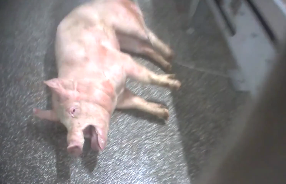 GAIA dépose plainte avec Animal Rights contre les bourreaux d'animaux de l'abattoir de Tielt