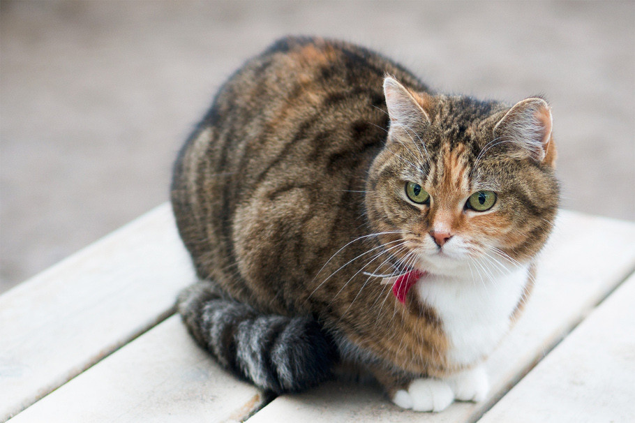 Neutering and spaying of cats will soon be mandatory in the Brussels Region