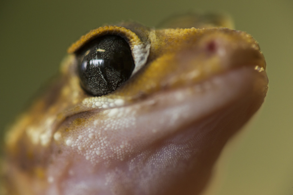 The clear scale over the Underwoodisaurus' eye helps them avoid water loss from the surface of their eye. Image: Stuart Hay, ANU.