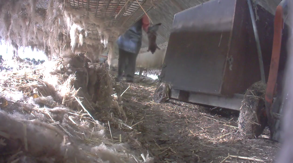 Beelden Animal Rights van wrede nertsenvergassing bevestigen noodzaak verbod pelsdierkweek voor bont