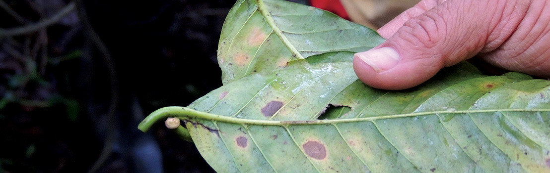 How Your Coffee Choice May Save Coffee Growers