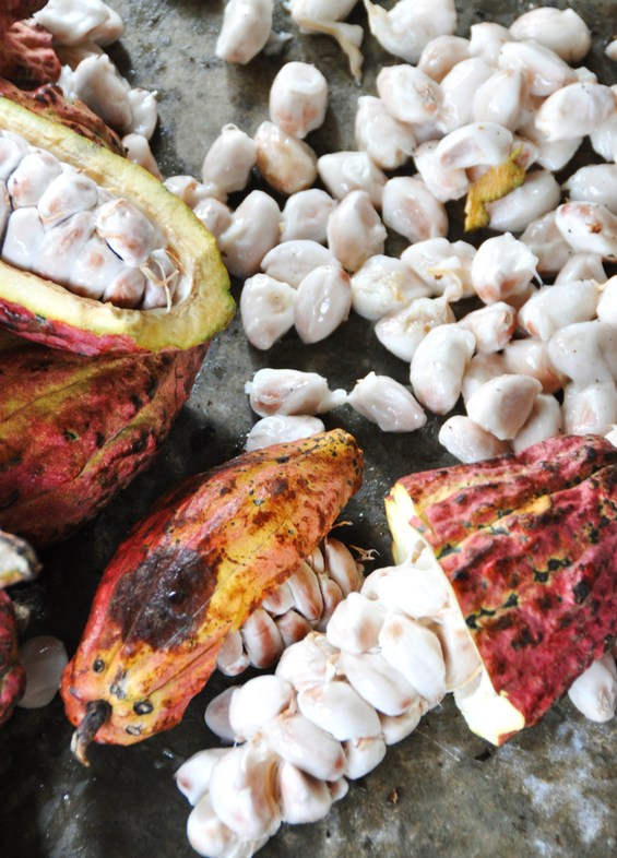 Cabosse e fave di cacao