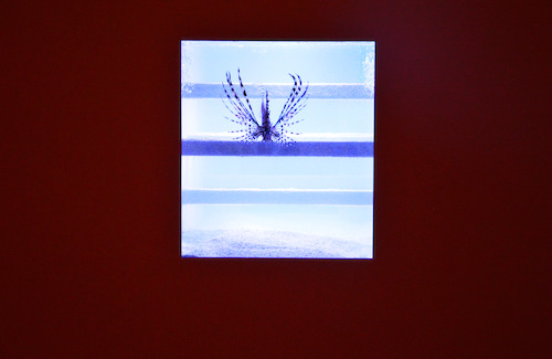 Aquarium (Genf), 2011/2014, © photo: M - Museum Leuven