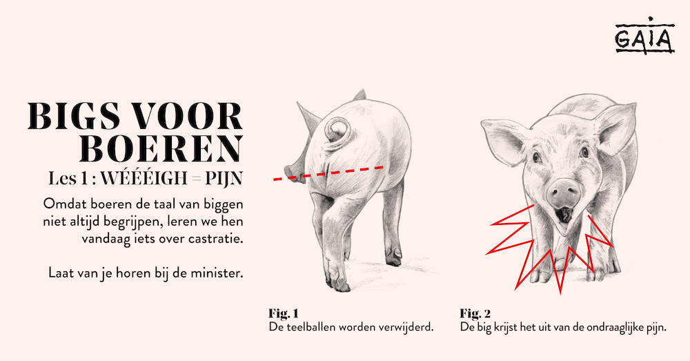 Terug naar school: GAIA-cursus ‘Bigs voor boeren’