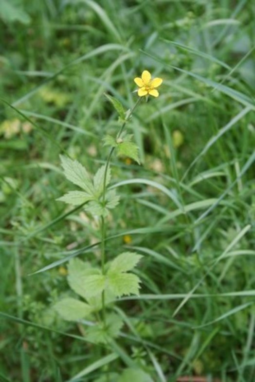 Benoite en fleur