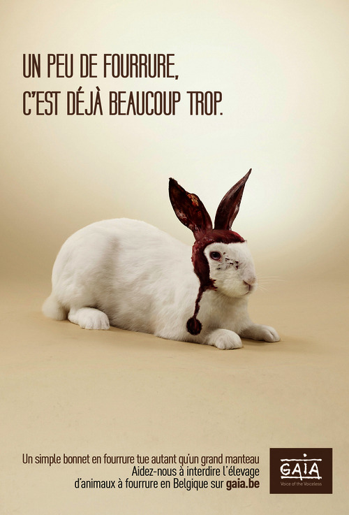 Visuel Lapin