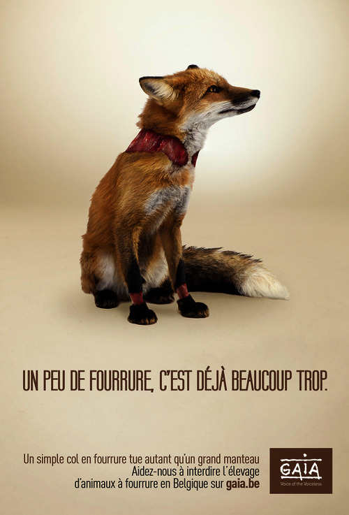 Visuel Renard