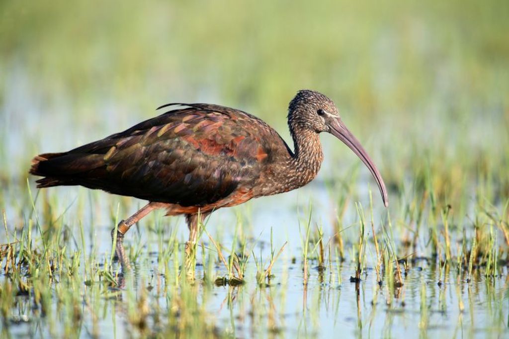 © naturepl.com / Jose B. Ruiz / WWF