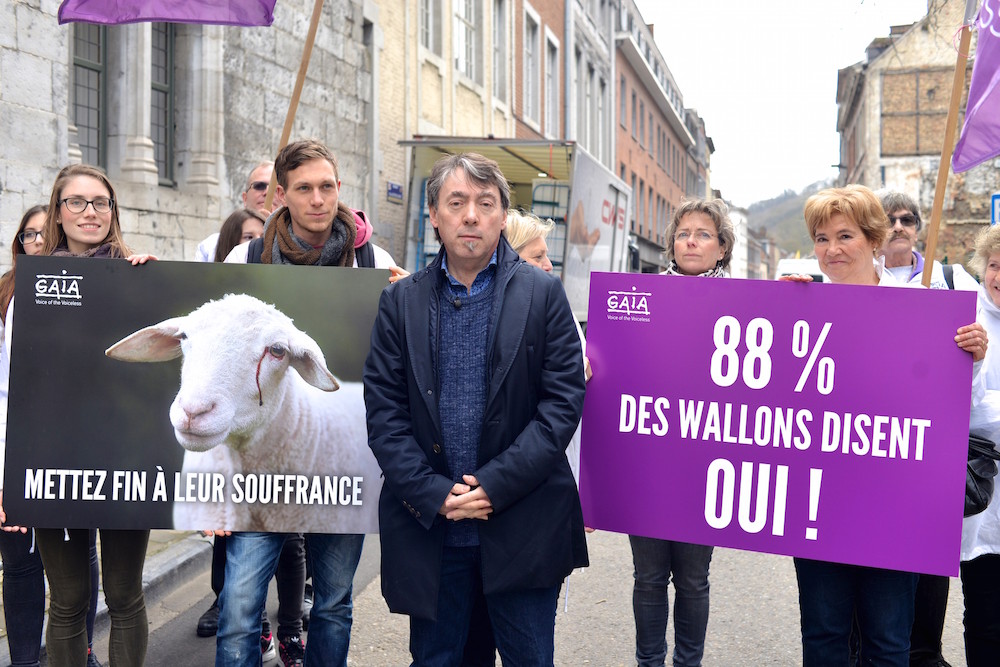 Vote au Parlement wallon sur l’abattage sans étourdissement reporté